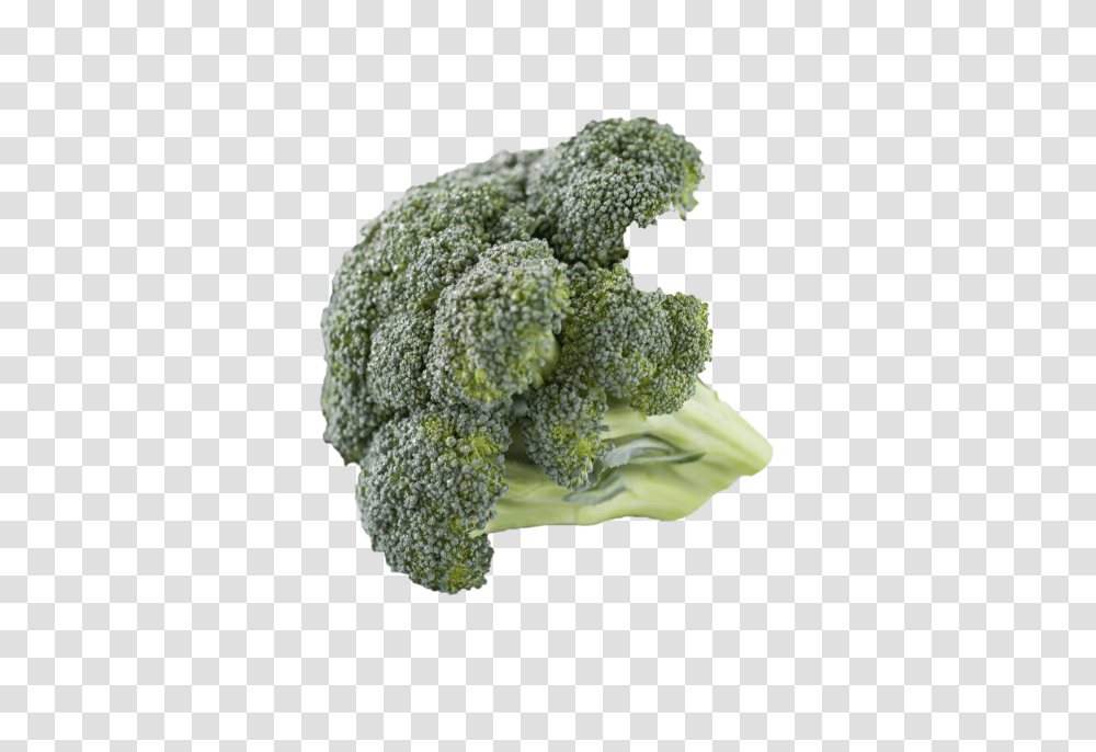Broccoli, Vegetable, Plant, Food, Rug Transparent Png
