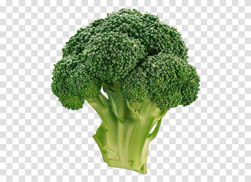 Broccoli, Vegetable, Plant, Food Transparent Png