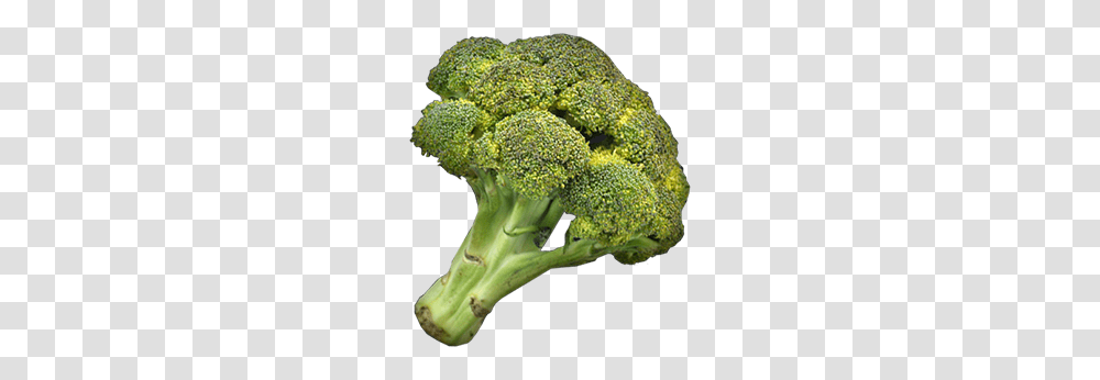 Broccoli, Vegetable, Plant, Food Transparent Png