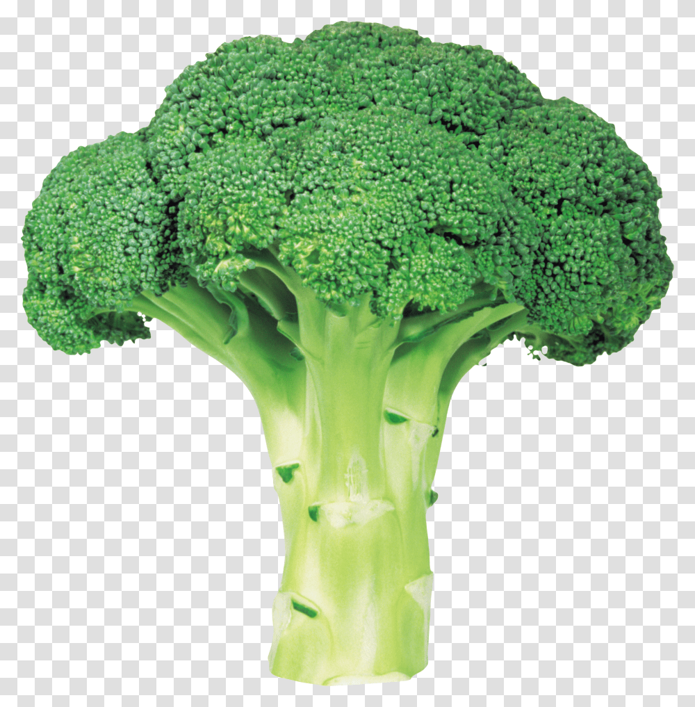 Broccoli, Vegetable, Plant, Food Transparent Png