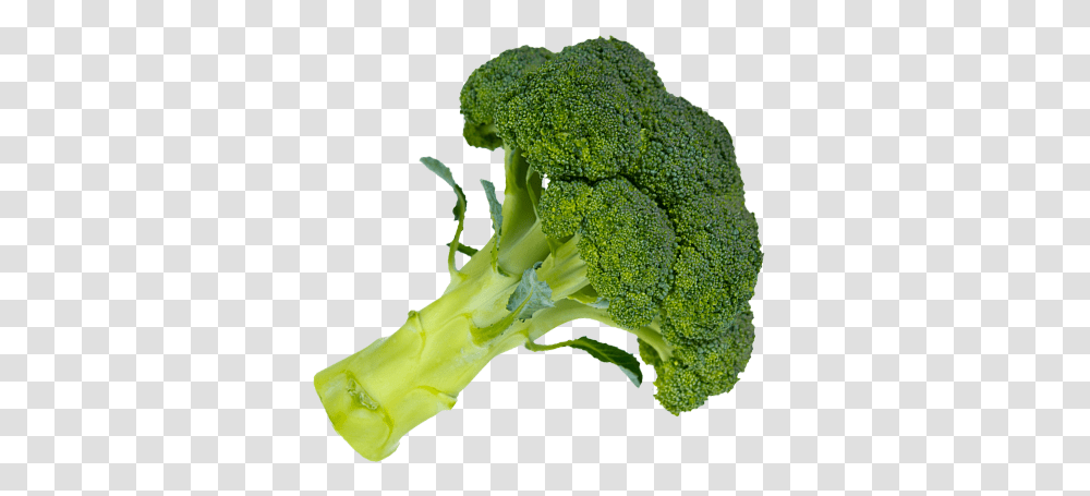 Broccoli, Vegetable, Plant, Food Transparent Png