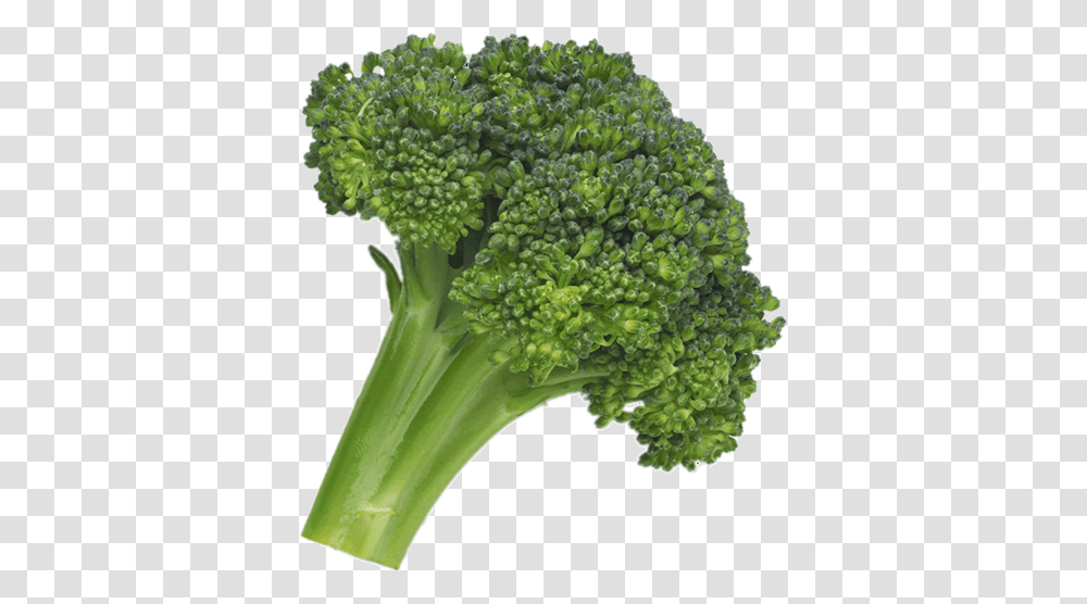 Broccoli, Vegetable, Plant, Food Transparent Png