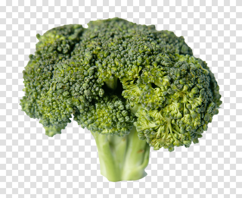 Broccoli, Vegetable, Plant, Food Transparent Png