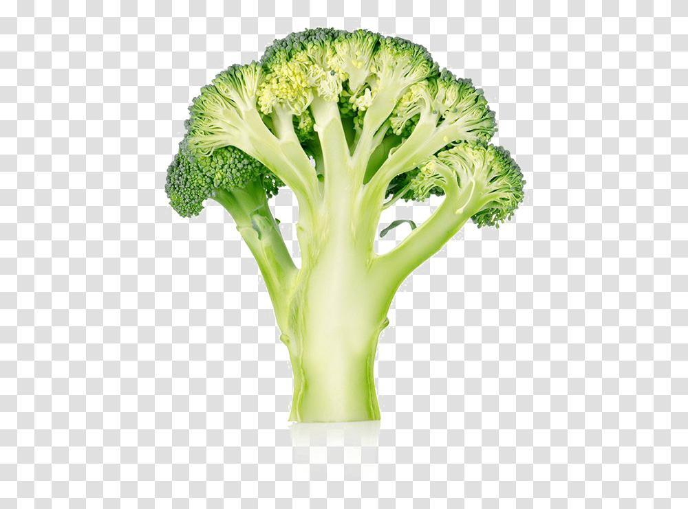 Broccoli, Vegetable, Plant, Food Transparent Png