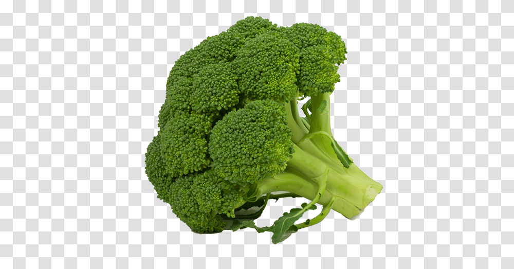 Broccoli, Vegetable, Plant, Food Transparent Png