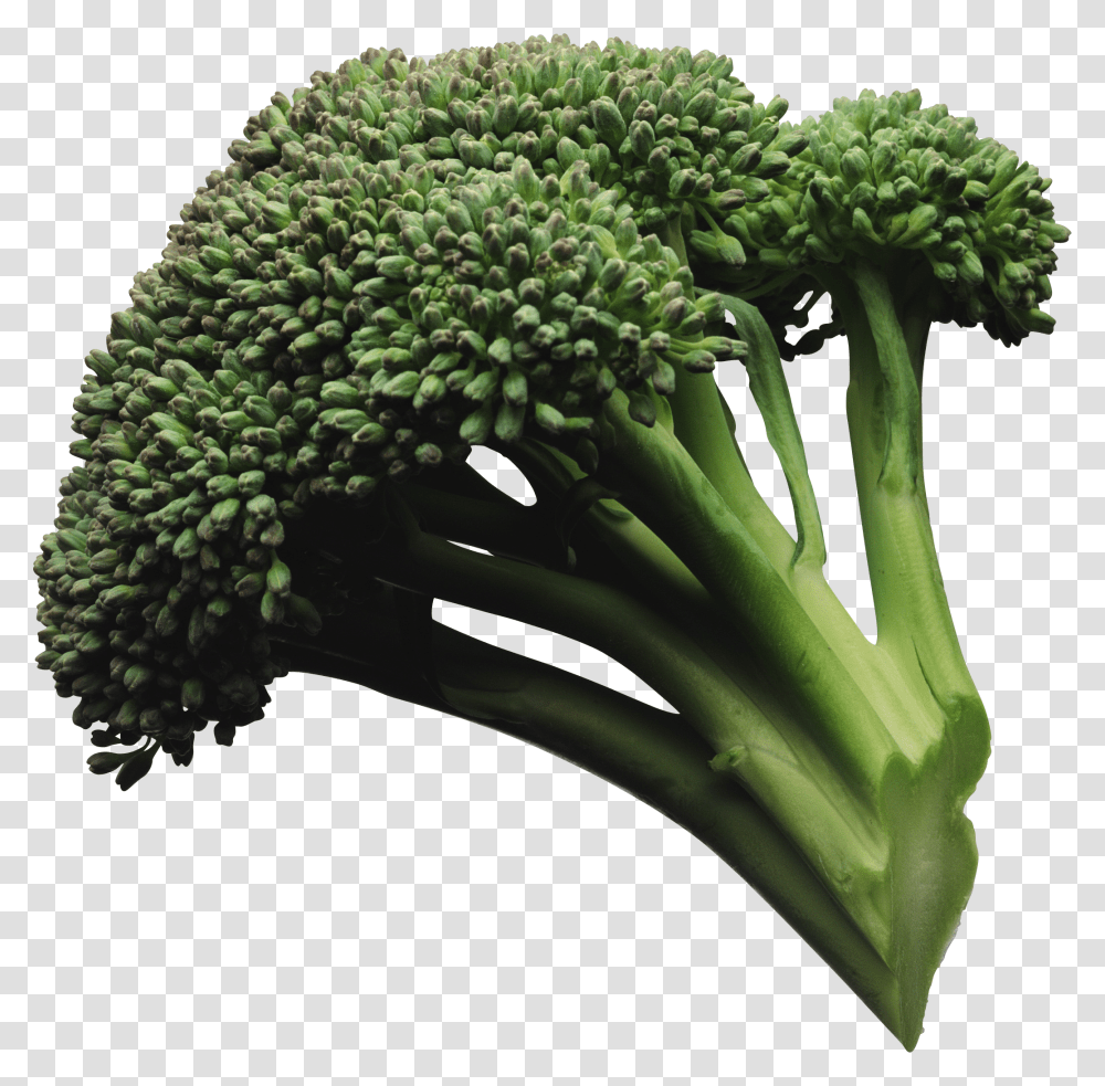 Broccoli, Vegetable, Plant, Food Transparent Png