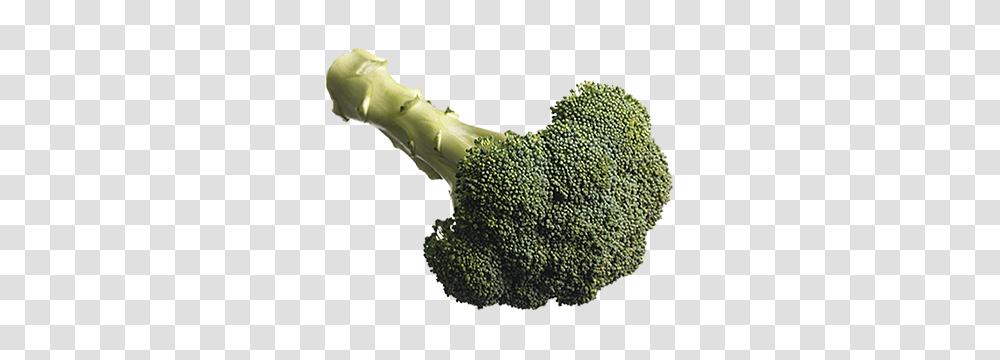 Broccoli, Vegetable, Plant, Food Transparent Png
