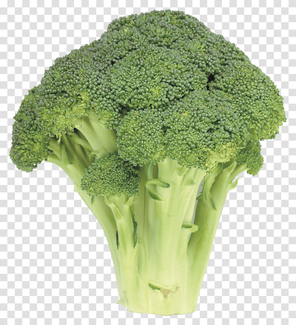 Broccoli, Vegetable Transparent Png