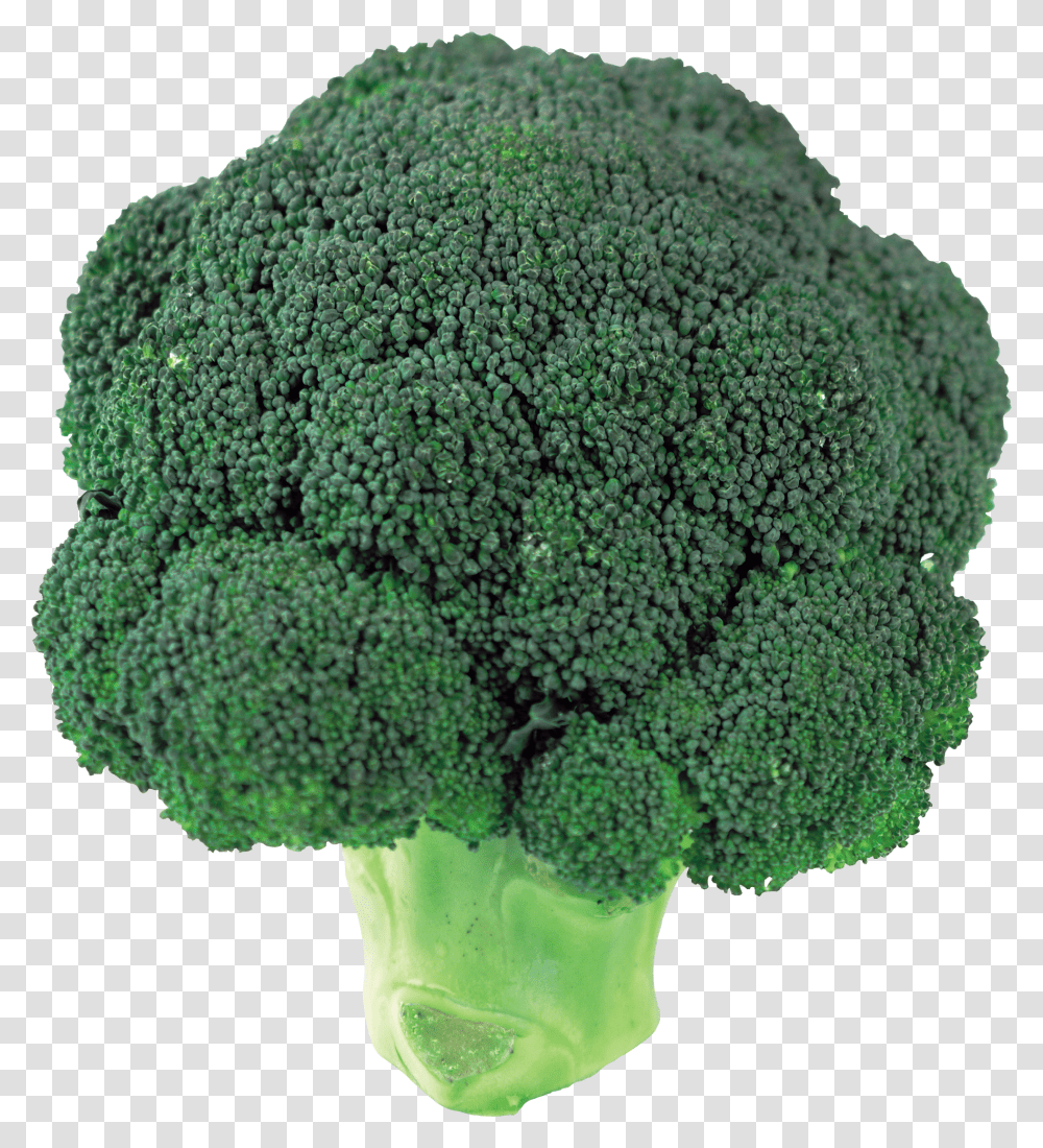 Broccoli, Vegetable Transparent Png