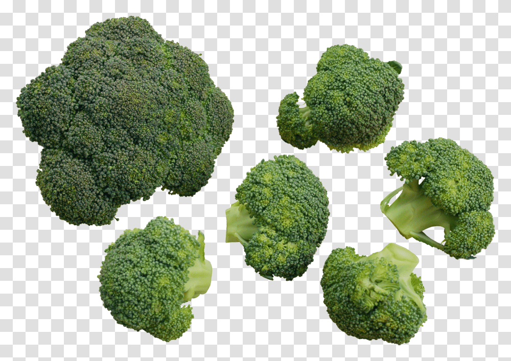 Broccoli, Vegetable Transparent Png