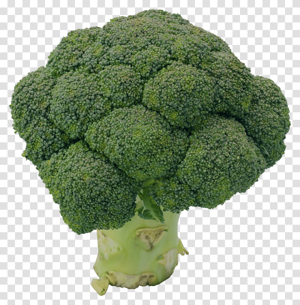 Broccoli, Vegetable Transparent Png