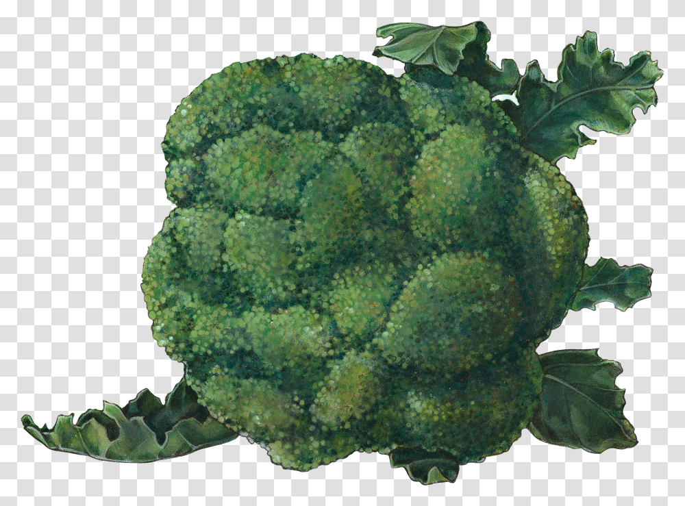 Broccoli, Vegetable Transparent Png