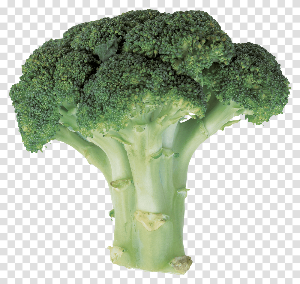 Broccoli, Vegetable Transparent Png