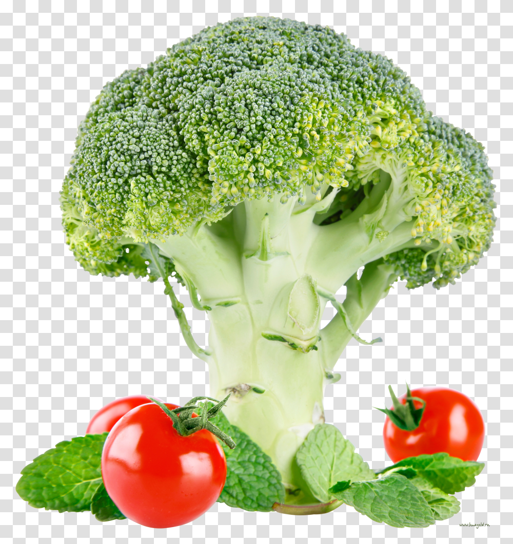 Broccoli, Vegetable Transparent Png