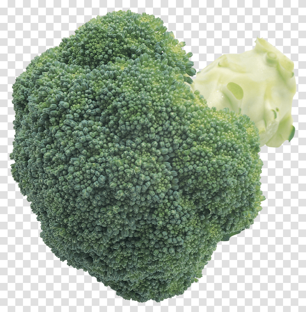Broccoli Vegetables, Plant, Food, Rug Transparent Png