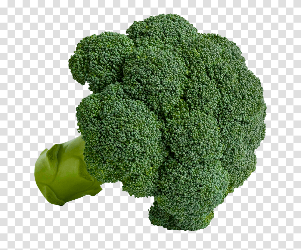 Broccoli Welcome To Grnsaksmstarna, Plant, Vegetable, Food Transparent Png