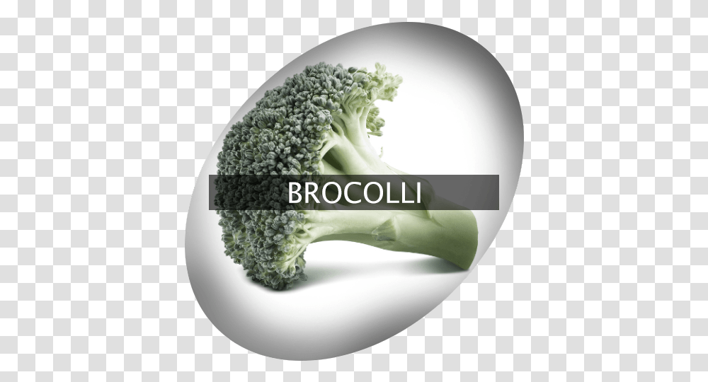 Broccolli Indigrowcom Broccoli, Plant, Vegetable, Food, Sink Faucet Transparent Png