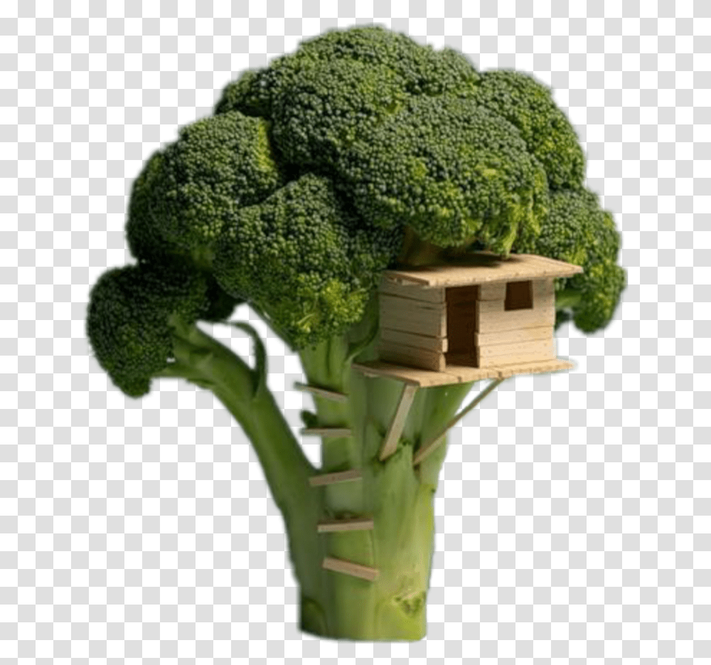 Brocoli Broccoli Tree House, Vegetable, Plant, Food Transparent Png