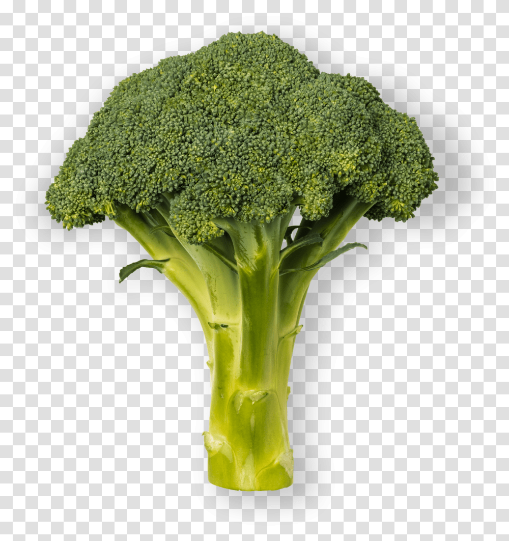 Brocoli Broccoli, Vegetable, Plant, Food Transparent Png