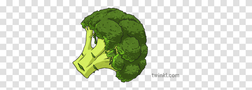 Brocolli 1 Illustration Illustration, Plant, Broccoli, Vegetable, Food Transparent Png