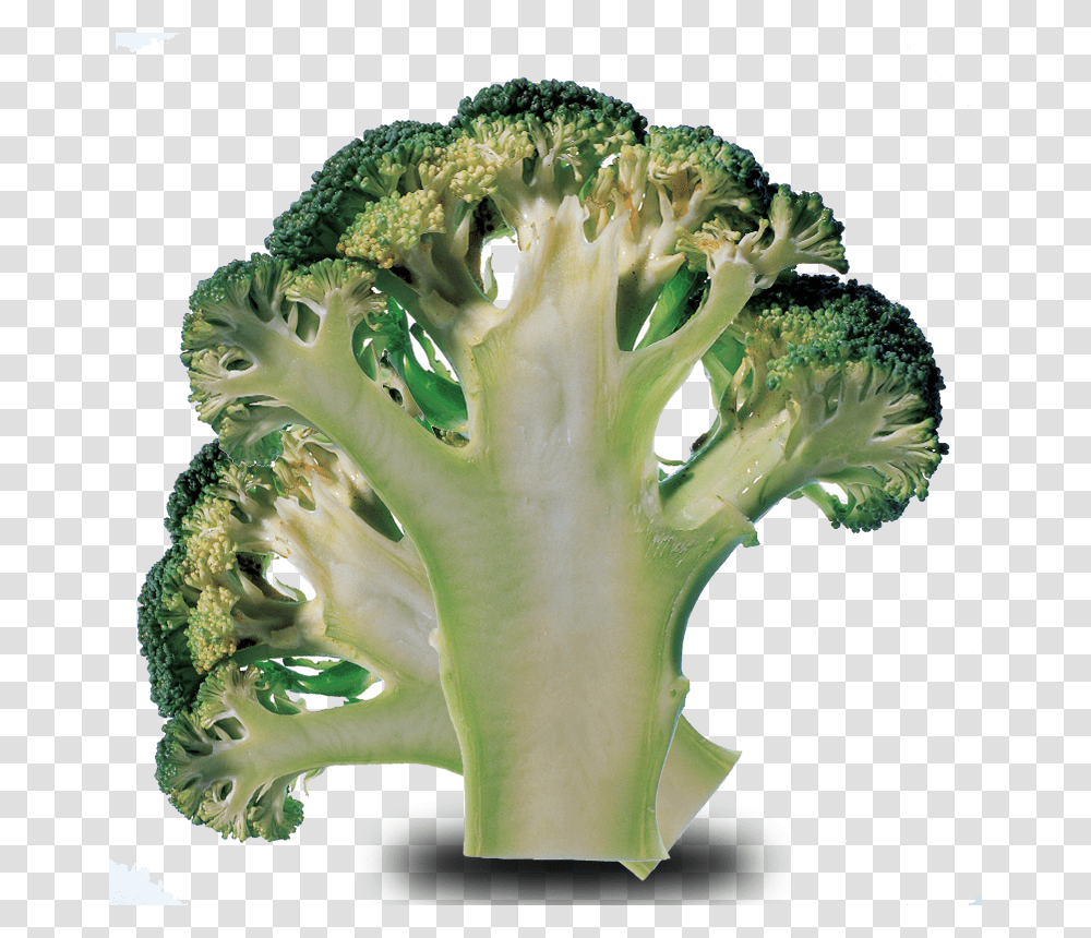 Brocolli Broccoli, Plant, Vegetable, Food, Cauliflower Transparent Png