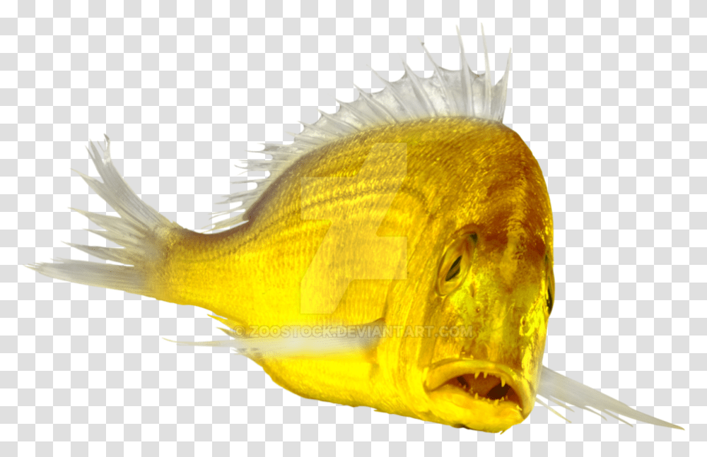 Brodiaeacom Peixe Real, Fish, Animal, Bird, Perch Transparent Png