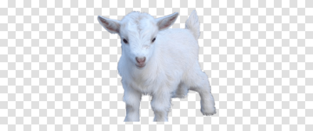 Brofistio In Russia Youtube Goats, Mammal, Animal, Mountain Goat, Wildlife Transparent Png