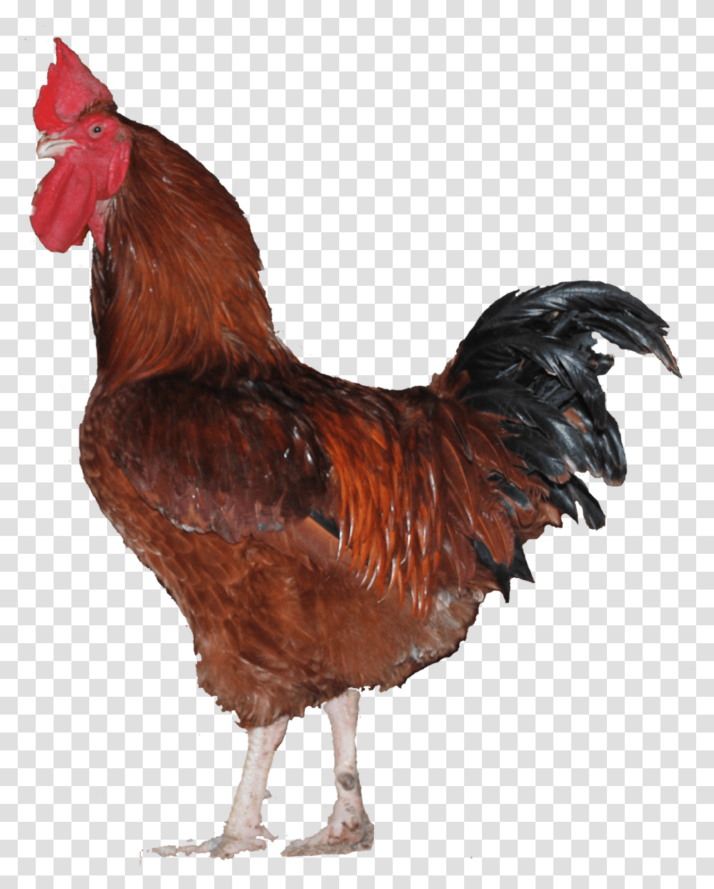 Broiler Chicken Clipart Male Chicken, Poultry, Fowl, Bird, Animal Transparent Png