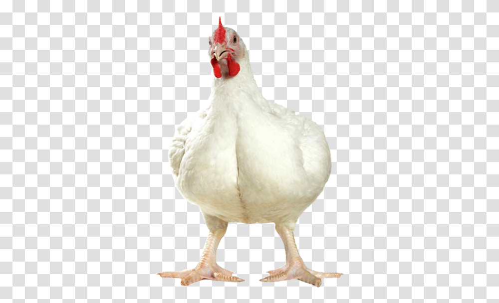 Broiler Chicken Images, Hen, Poultry, Fowl, Bird Transparent Png