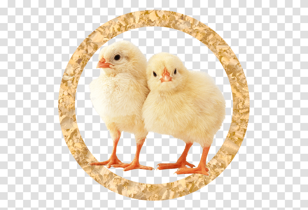 Broiler Chicks Chicken Animal, Bird, Poultry, Fowl, Hen Transparent Png