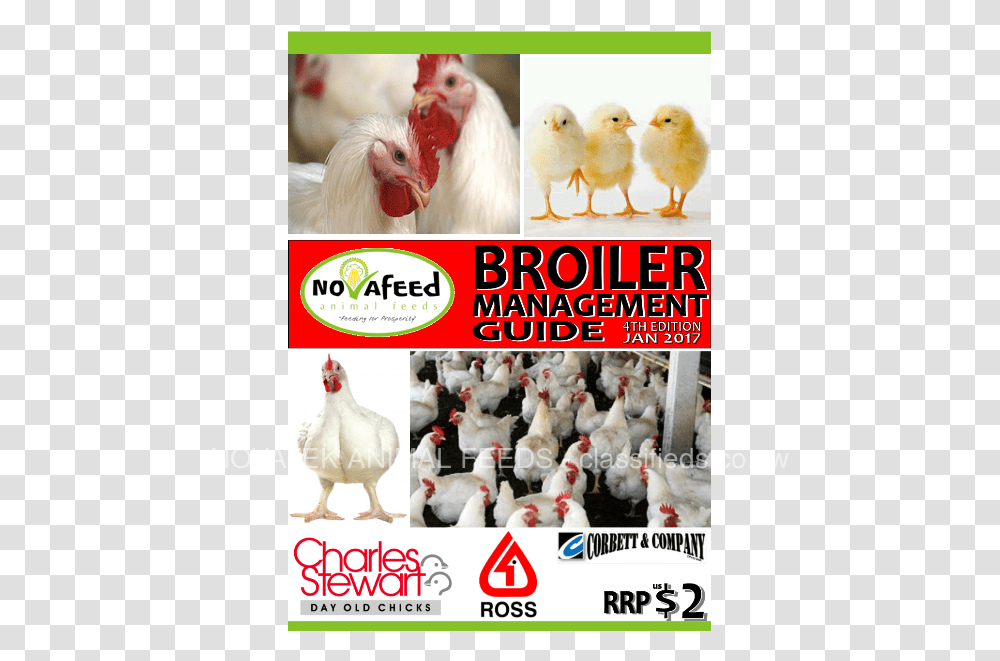 Broiler, Poultry, Fowl, Bird, Animal Transparent Png