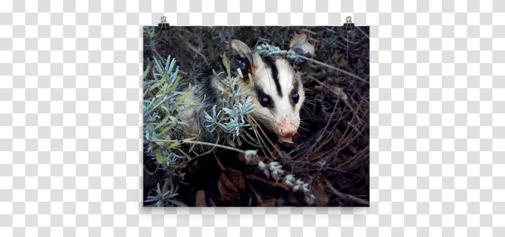 Brokkoli Poster Sold Possum, Wildlife, Animal, Mammal, Cat Transparent Png