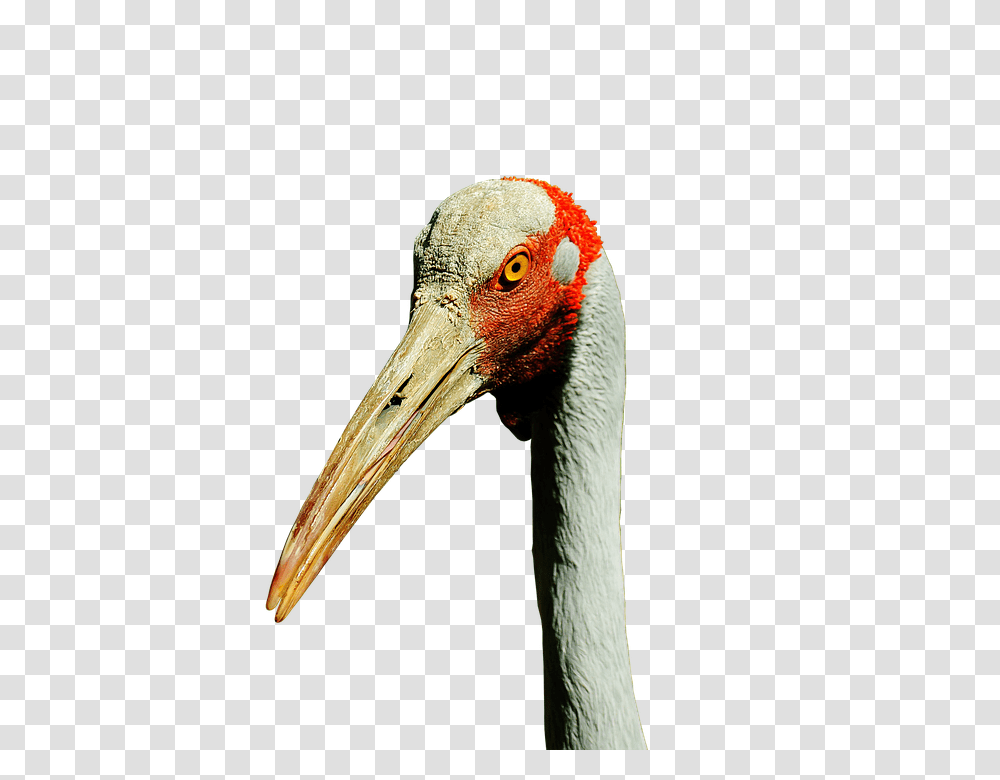 Brolga 960, Animals, Bird, Crane Bird, Beak Transparent Png