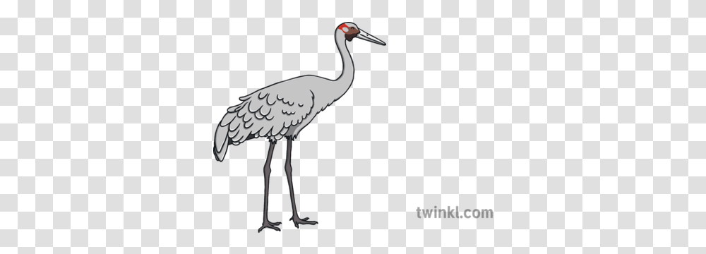 Brolga Australian Crane Bird Ks1 Illustration Twinkl Long, Animal, Waterfowl, Stork, Lamp Transparent Png