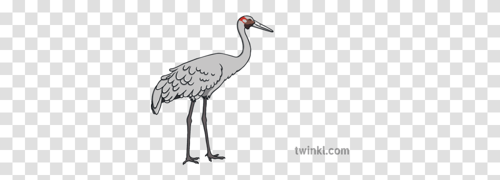 Brolga Australian Crane Bird Ks1 Illustration Twinkl Long, Animal ...