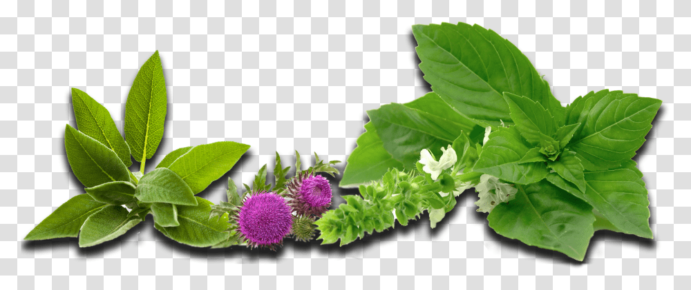 Brom Ex Foamer, Plant, Leaf, Flower, Potted Plant Transparent Png
