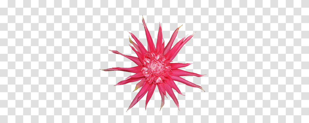 Bromelia Nature, Plant, Dahlia, Flower Transparent Png