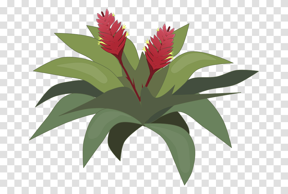Bromelia, Nature, Plant, Aloe, Leaf Transparent Png