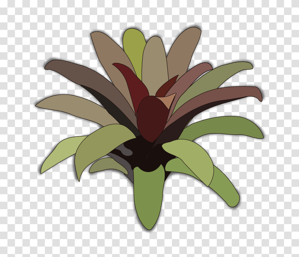 Bromelia, Nature, Plant, Flower, Blossom Transparent Png