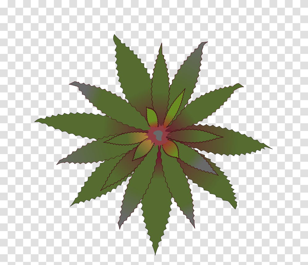 Bromelia, Nature, Plant, Leaf, Flower Transparent Png