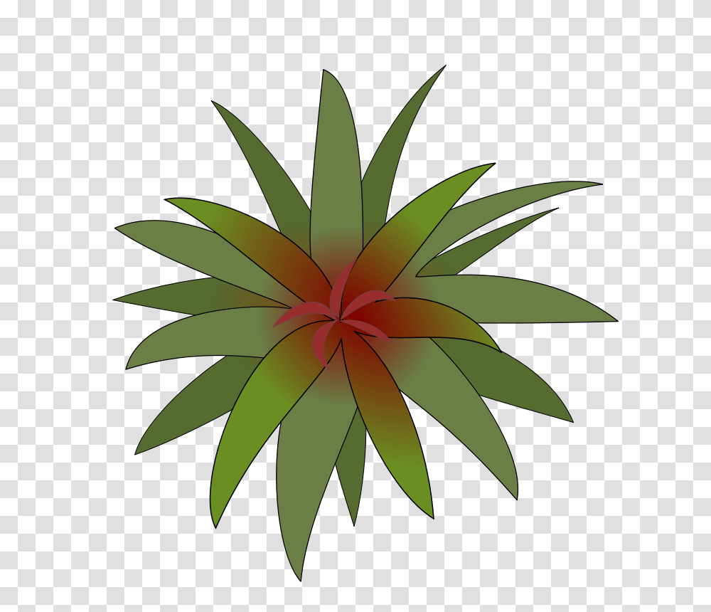 Bromelia, Nature, Plant, Leaf, Vegetation Transparent Png