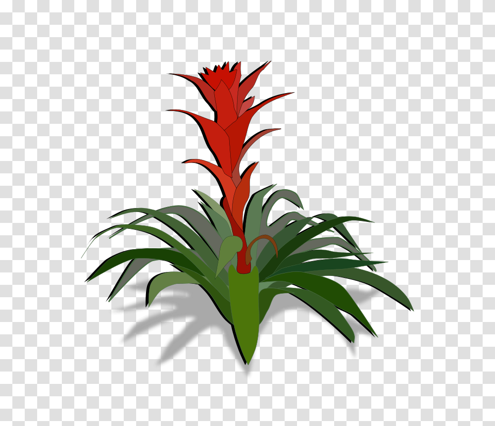 Bromelia, Nature, Plant, Palm Tree, Arecaceae Transparent Png