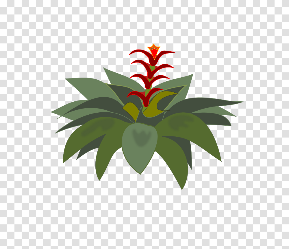 Bromelia, Nature, Plant, Vegetation, Flower Transparent Png