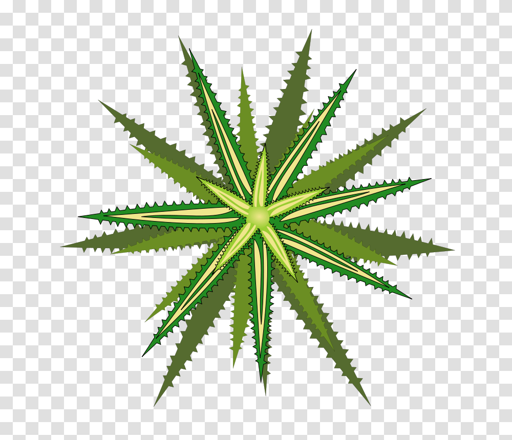 Bromelia, Nature, Plant, Weed Transparent Png