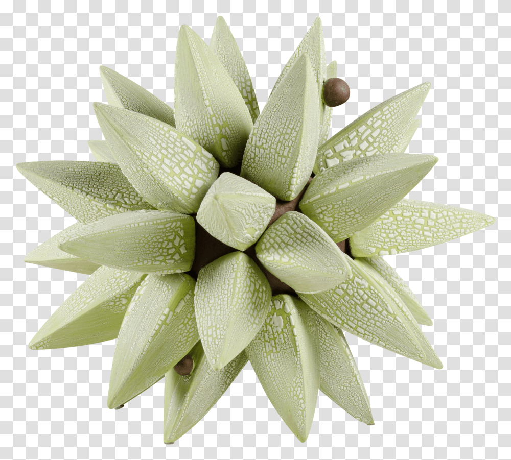 Bromelia Transparent Png