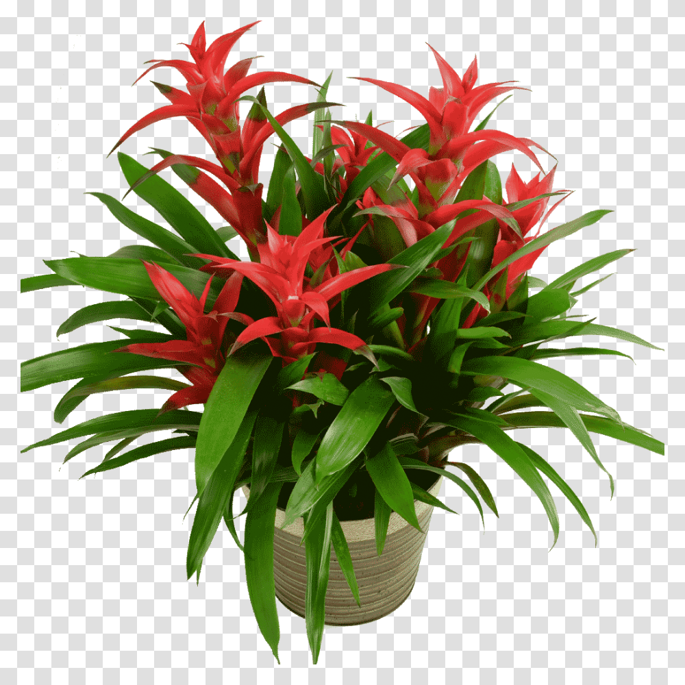 Bromeliad Plant, Flower, Blossom, Flower Arrangement, Amaryllidaceae Transparent Png