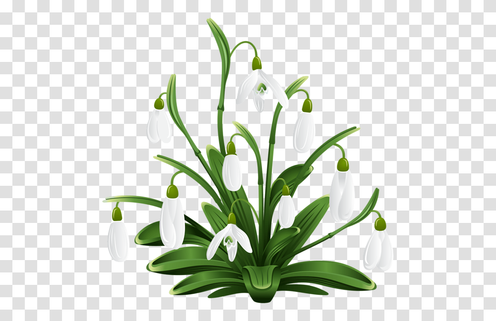 Bronislava, Plant, Amaryllidaceae, Flower, Blossom Transparent Png