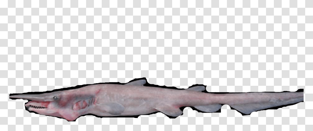 Bronze Hammerhead Shark, Animal, Sea Life, Mammal, Person Transparent Png