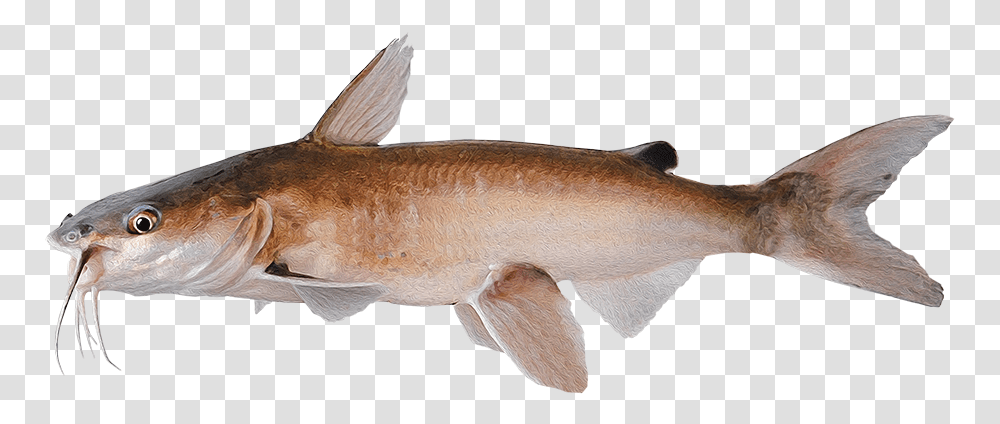 Bronze Hammerhead Shark, Fish, Animal, Cod, Sea Life Transparent Png