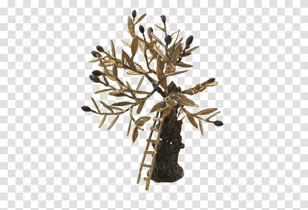 Bronze Olive Tree Pine Family, Plant Transparent Png